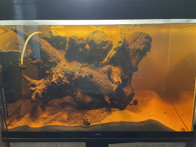 Photographie du post de Yallinc 