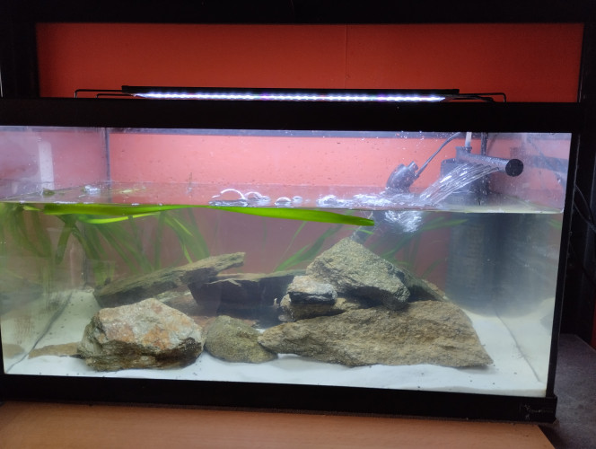 60 l Essai de reproductions de gastromyson.