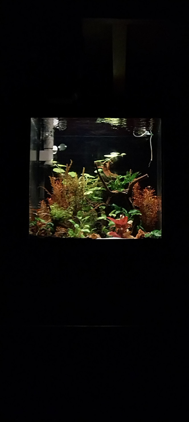  Dernières photos avant mutation final ??
Prévision semaine prochaine!