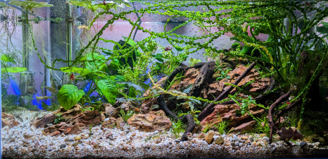 C'est po si mal Quelques plantations, des cailloux, des bâtons.