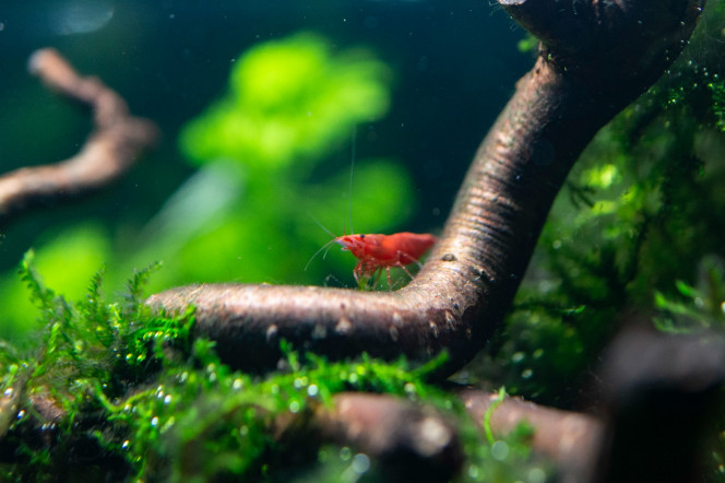 Photographie du post de Sirius 