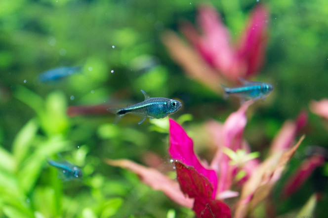 Photographie du post de Sirius 