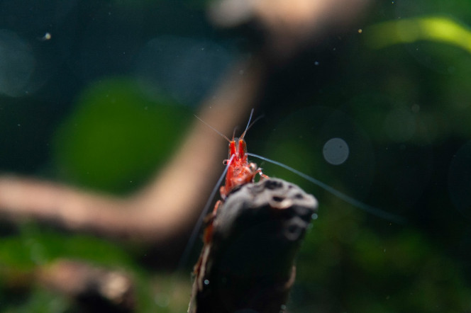 Photographie du post de Sirius 