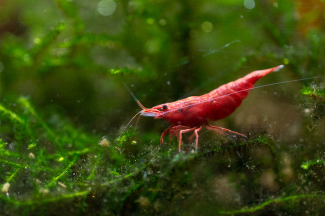 Photographie du post de Sirius 