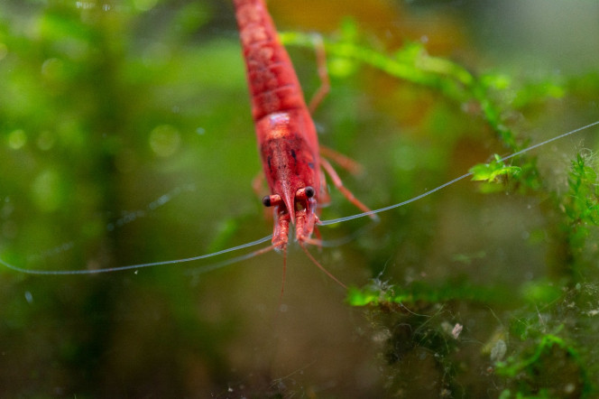 Photographie du post de Sirius 
