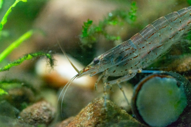 Photographie du post de Sirius 