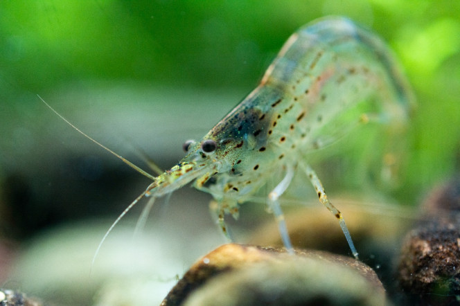 Photographie du post de Sirius 