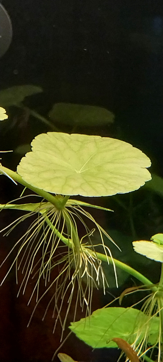 Photographie du post de STK54 