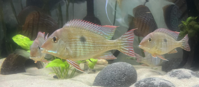 Photographie du post de Mic68000 