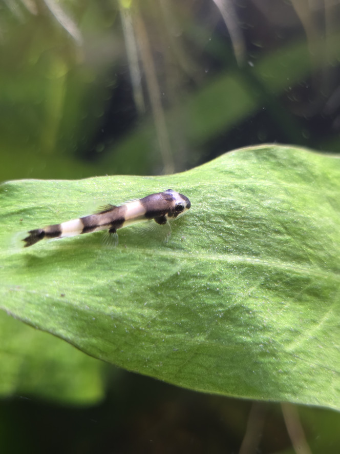 Protomyzon (Yaoshania) pachychilus 