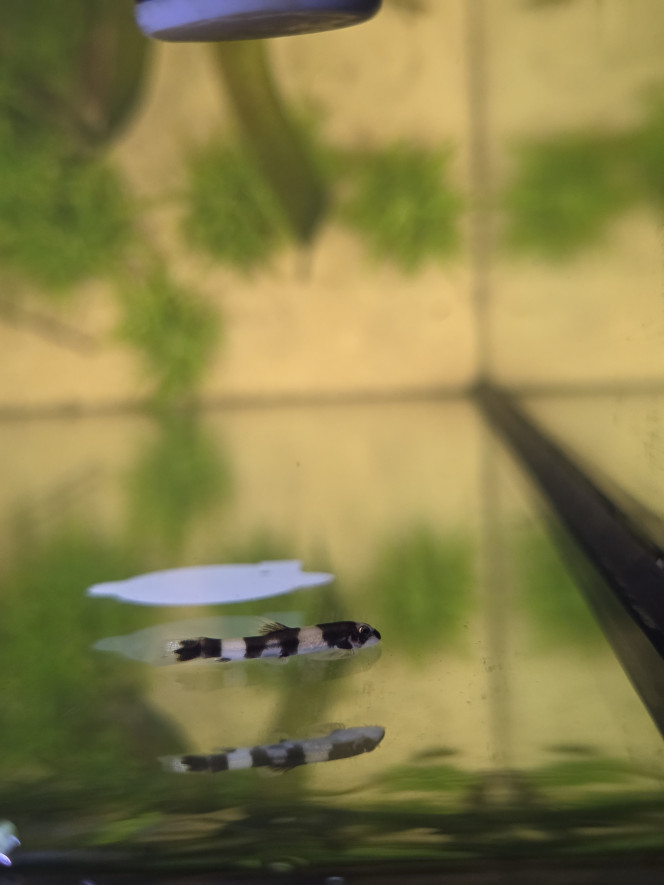 Protomyzon (Yaoshania) pachychilus 