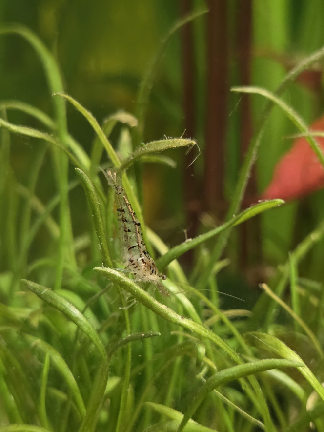 Caridina david morphe naturelle 