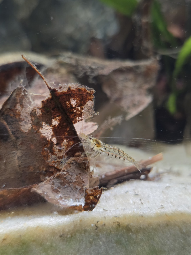 Caridina david morphe naturelle 