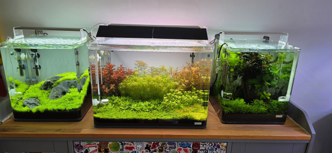 70l hollandais Bonsoir tout le monde,
Petit changement d’eau dans le 70 L. Il commence à sérieusement se roder. J’ai rééquilibré le plus gros de mes paramètres. Comme je viens de faire le changement d’eau, je referai une nouvelle prise de paramètres demain matin si j’ai le temps, et je vous ferai un petit topo complet.
J’ai un peu de diatomées qui sont apparues dans l’aquarium, ce qui est tout à fait normal au cours du deuxième mois. Ça va partir aussi vite que c’est venu, rien de dramatique.
En revanche, la crainte que je vous avais confiée au début de la plantation de cet aquarium s’est confirmée. Je vous avais dit que l’utricularia n’allait probablement pas rester en place à cause du taux de CO₂ assez élevé dans ce bac, que je ne peux pas diminuer puisque toutes les plantes en ont besoin.
Eh bien, le tapis d’utricularia s’est détaché.
J’ai donc mis une petite coupelle en verre par-dessus (celle que j’utilise pour nourrir les crevettes) afin de l’empêcher de remonter. Bien sûr, ça ne suffira pas sur le long terme.
J’ai cherché partout mon grillage en inox que j’utilise justement pour ce genre de problème, mais impossible de remettre la main dessus. J’en ai donc recommandé. C’est un grillage très spécifique en inox, avec un écartement de 0,5 mm : très compliqué à trouver en magasin de bricolage, mais facile à trouver sur internet.
L’idée est de le placer au-dessus de l’utricularia pour la plaquer au fond. Elle va pousser à travers la grille, qui la maintiendra bien au sol. Le problème sera réglé… du moins, je l’espère.
Dans l’Iwagumi, je n’ai pas ce souci — du moins pas pour le moment — parce que je peux limiter le CO₂. J’y maintiens un taux assez bas justement pour éviter que l’utricularia ne remonte. Mais je ne peux pas faire la même chose dans le 70 L, d’où ma crainte au départ qu’elle se décolle… et c’est arrivé.
Ce n’est pas dramatique. Je savais que ça allait arriver. Ce n’est pas la première fois, et ce ne sera pas la dernière ?