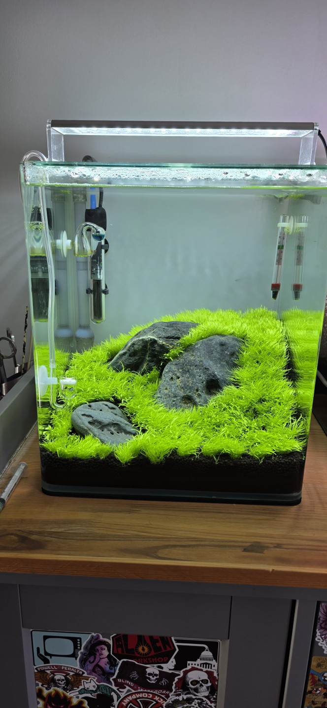 Iwagumi 30 L Voilà une petite photo de mon iwagumi, qui a bien poussé.
Maintenant, vous connaissez la rengaine : j’ai de nouveau fait un changement d’eau, toujours deux par semaine, avec un reminéralisant spécifique GH+.
Pas d’ajout d’engrais pour celui-là, l’Utricularia n’en a pas réellement besoin.
Et comme pour mon 70 litres, je ferai mes tests demain.
Voilà, c’est tout pour ce soir.
Bisous à vos fish ??