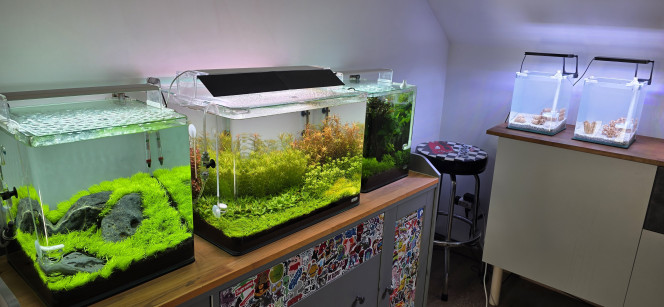 Iwagumi 30 L Voilà une petite photo de mon iwagumi, qui a bien poussé.
Maintenant, vous connaissez la rengaine : j’ai de nouveau fait un changement d’eau, toujours deux par semaine, avec un reminéralisant spécifique GH+.
Pas d’ajout d’engrais pour celui-là, l’Utricularia n’en a pas réellement besoin.
Et comme pour mon 70 litres, je ferai mes tests demain.
Voilà, c’est tout pour ce soir.
Bisous à vos fish ??