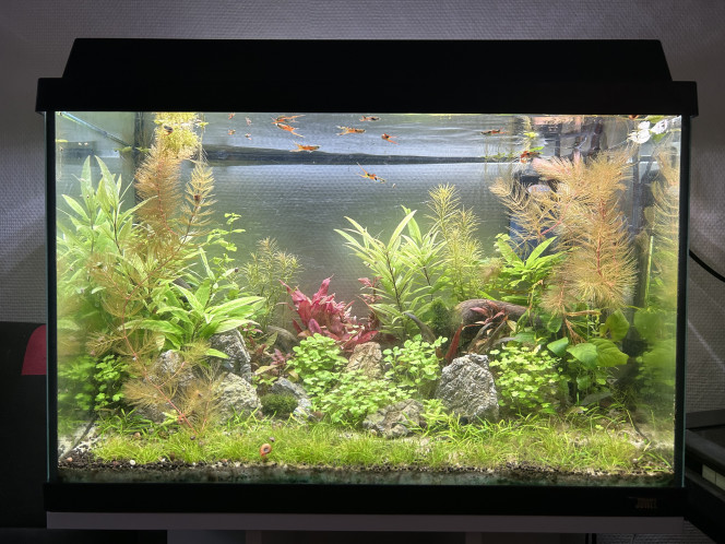 Mon 80 l avant introduction de crevettes 