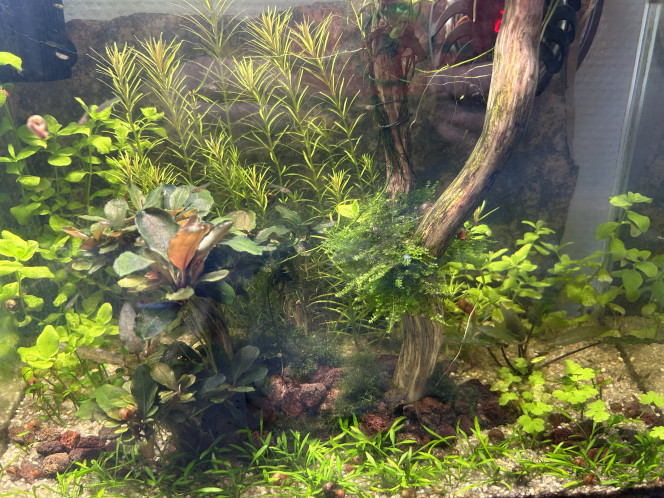 Bac d’alevinage et de sélection en attente de crevettes 