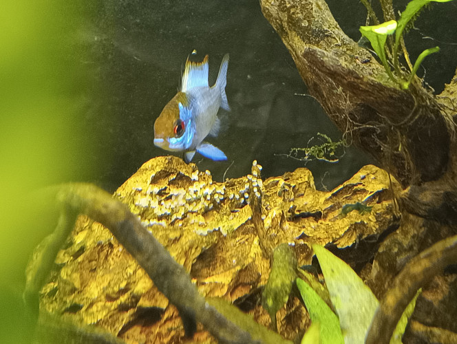 1ère ponte Ramirrezi bleu électrique bon au vu de la première ponte de mes Ramirrezi bleu électrique j'ai bien un couple  !  Vous pouvez faire confiance aux vendeurs de poisson d'or ;) 
Le mâle protège bien la ponte , j'hésite à récupérer et mettre en bac a part car j'ai peur  qu'ils se fassent manger une fois éclos ... Qu'en pensez vous ?