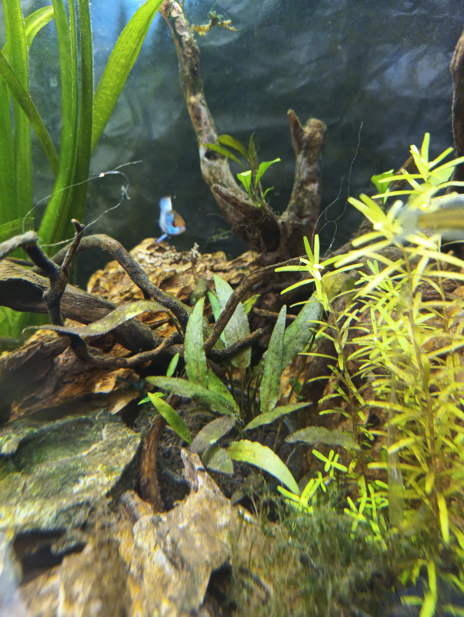 1ère ponte Ramirrezi bleu électrique bon au vu de la première ponte de mes Ramirrezi bleu électrique j'ai bien un couple  !  Vous pouvez faire confiance aux vendeurs de poisson d'or ;) 
Le mâle protège bien la ponte , j'hésite à récupérer et mettre en bac a part car j'ai peur  qu'ils se fassent manger une fois éclos ... Qu'en pensez vous ?