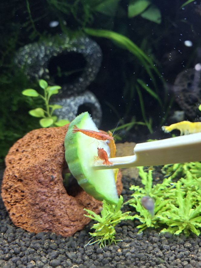 C'est concombre ce soir... Et la colonie semble apprécier :-)
Bébés neocaridina orange et caridina crystal black sont difficiles à photographier ;-)