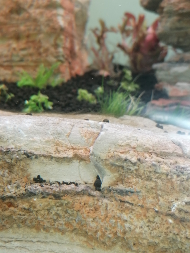 Photographie du post de Barbu62 