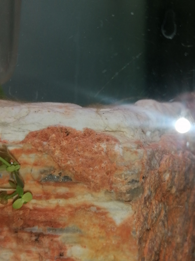 Photographie du post de Barbu62 