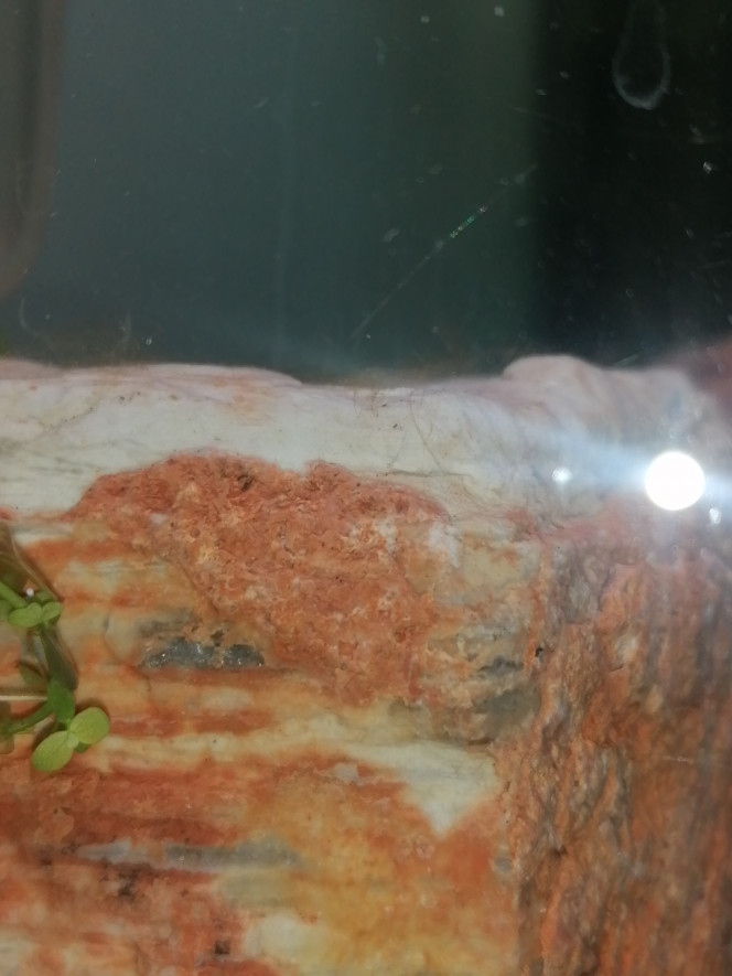 Photographie du post de Barbu62 