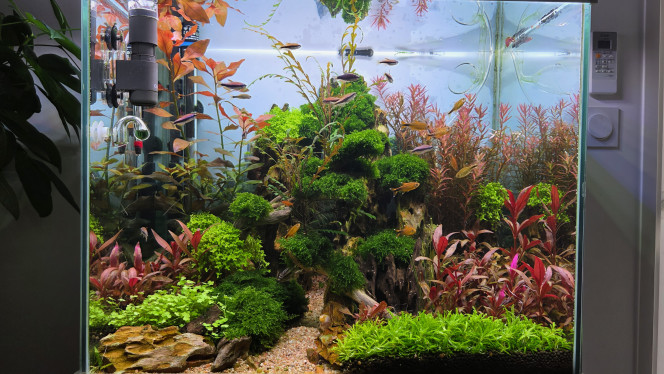 Photographie du post de Yannick66 