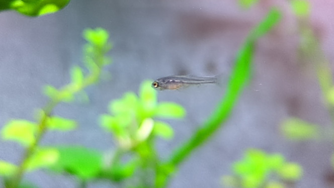 Photographie du post de ArtemusKlegg 