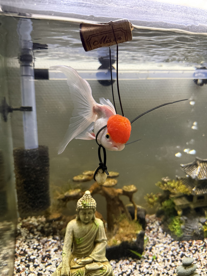 Photographie du post de Leeloosps 