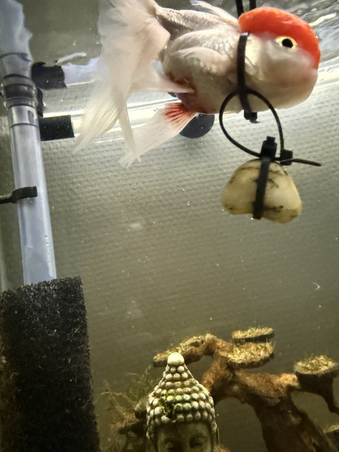 Photographie du post de Leeloosps 