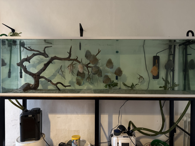 Photographie du post de Thomas891 