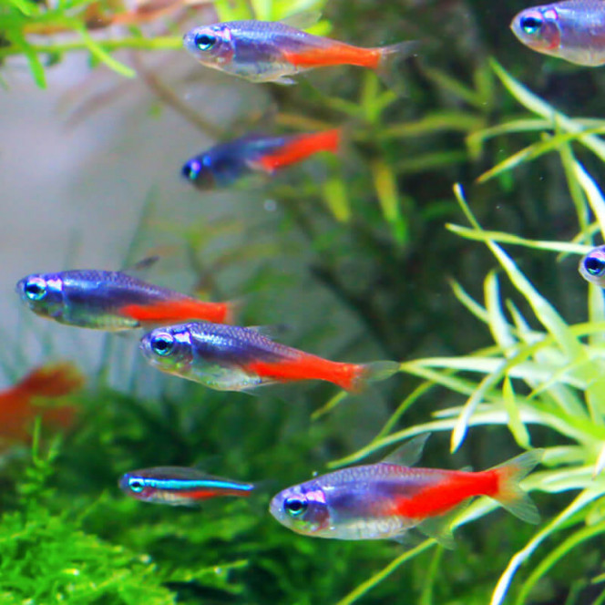 Photographie du post de Betta_dutch60 