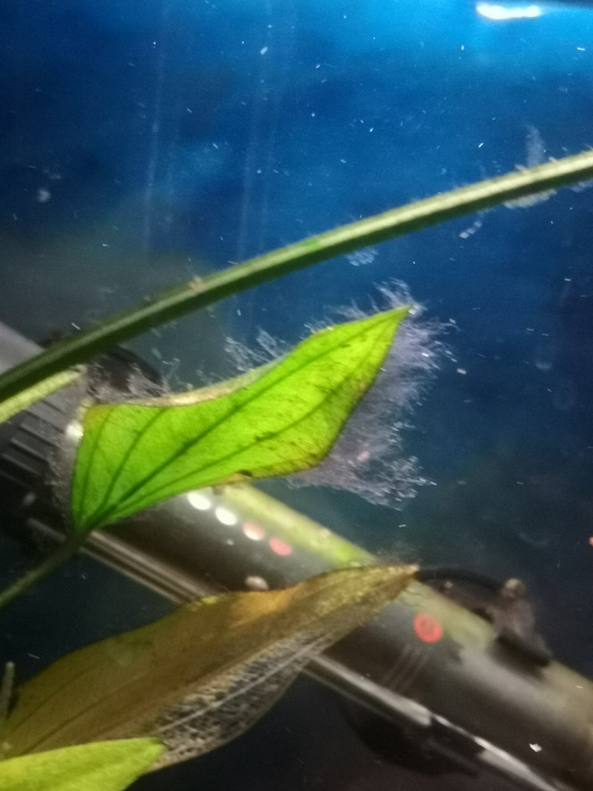 Photographie du post de Zigoku 