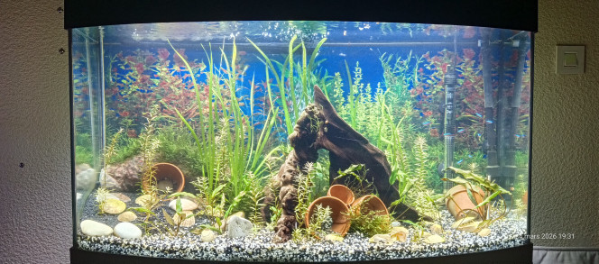  Les plantes grandissent très bien et le bac évolue bien.