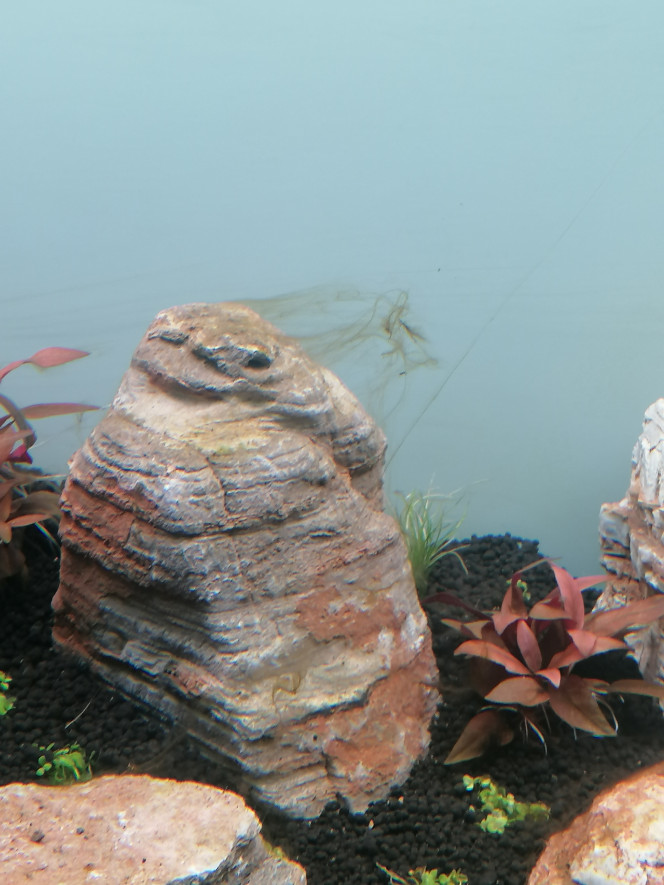 Photographie du post de Barbu62 