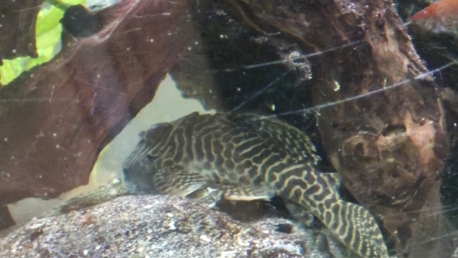 Photographie du post de Tutu 