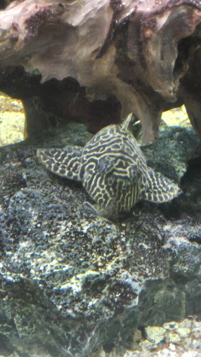 Photographie du post de Tutu 