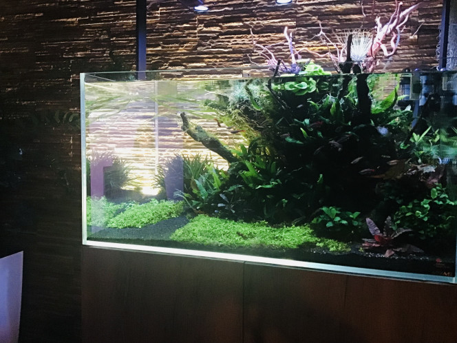 Photographie du post de MARGINATUS 