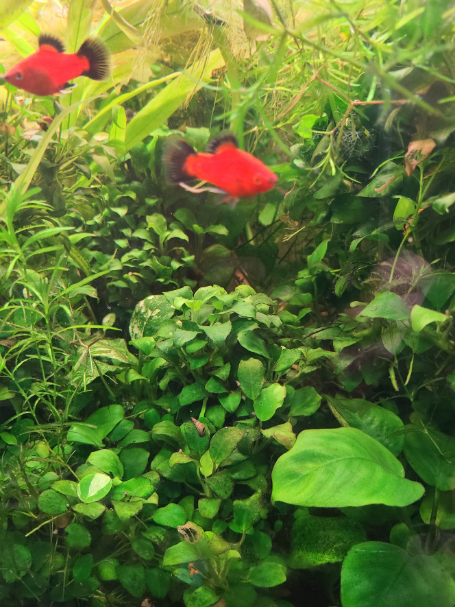 Photographie du post de laurent-galichet 