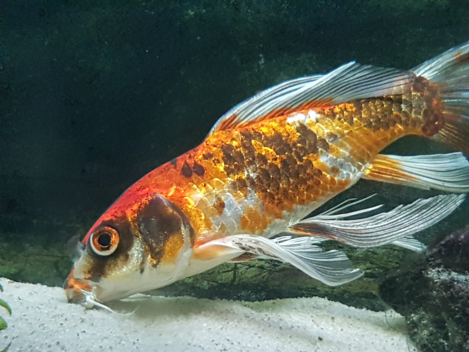 Photographie du post de NEGUS69 