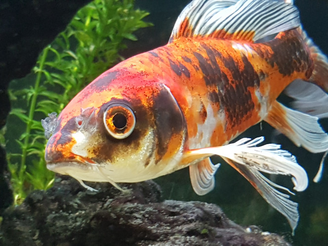 Photographie du post de NEGUS69 