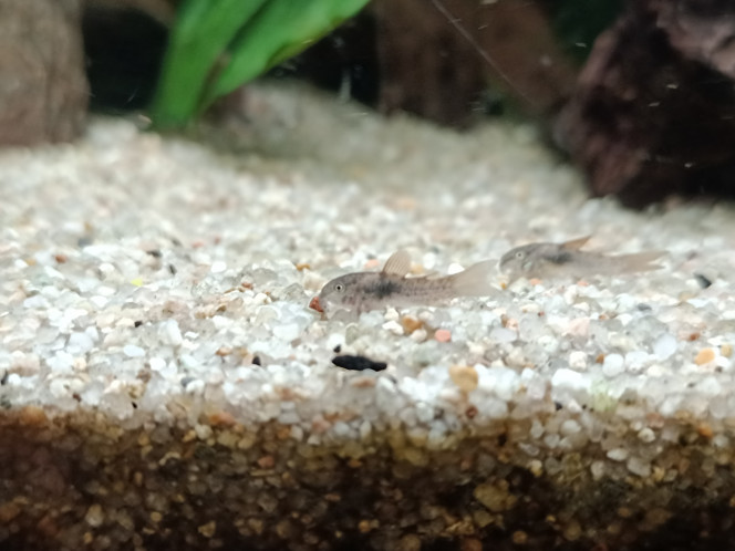 alevins de Corydoras aeneus Dans le bac communautaire, alevins d'1 mois, 2cm environ