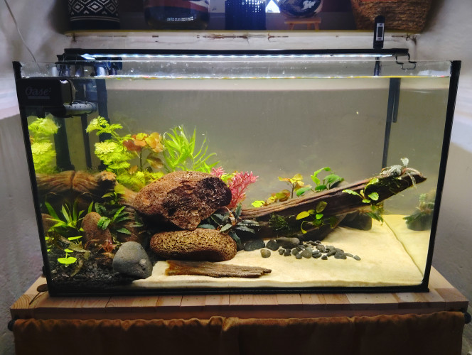 60l (60x30x35) Wildscape Ardèche Mon bac en cyclage après 30j.