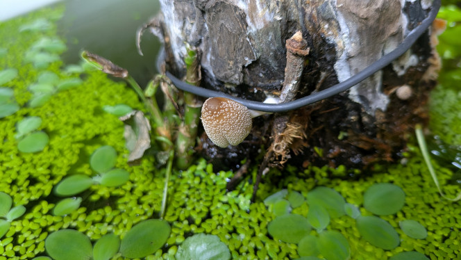 Le bois est mort ! Vive le spore ! Coprinellus truncorum, possiblement. 
Des moisissures et champignons se développent sur la partie émergée du gros bâton.