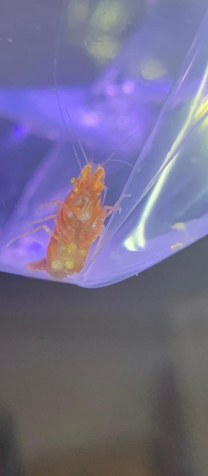 Photographie du post de Fishnships 