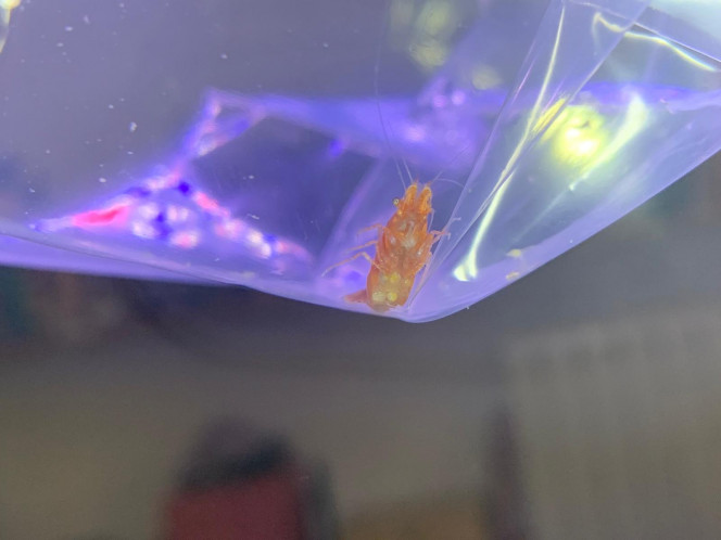 Photographie du post de Fishnships 