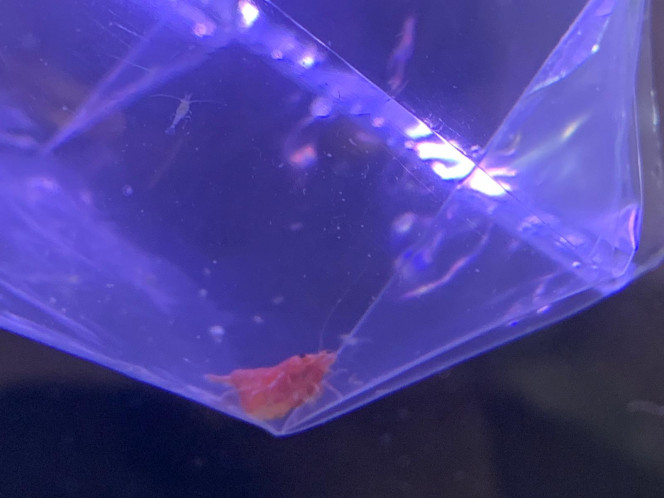 Photographie du post de Fishnships 