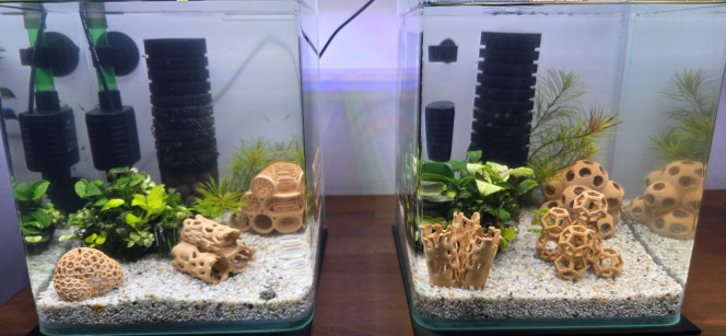 shrimp Park Voilà, petite nouvelle de mes petits bacs à crevettes. Pour le moment, je n’ai fait que piocher à l’épuisette dans le 30 litres les petites danseuses. Dans l’aquarium de droite : il y a une quinzaine de mamans grainées qui se cachent religieusement dans les plantes et derrière le filtre, donc très compliqué à vous montrer.
De l’autre côté, énormément de juvéniles et de zoés. Là, pour le moment, un peu plus de 150 crevettes, uniquement pêchées à l'épuisette dans l’Amazonien. Il en reste encore énormément dedans. À chaque fois que j’ai plongé mon épuisette, j’en ai remonté une vingtaine à la fois. Ça vous donne une idée de la quantité qu’il y a encore dans le 30 L : certainement plus de 200.
Pour le moment, elles n’ont pas leur couleur définitive. C’est un peu compliqué de déjà les sélectionner. Vu qu’il n’y a pas de chauffage dans l’aquarium, leur développement va être plus lent que dans l’Amazonien. Malgré tout, chaque bac a une température de 22 °C, alors que dans la pièce il fait 20 °C, sûrement dû à la pompe immergée du filtre qui chauffe légèrement et au petit litrage des aquariums.
La prochaine étape sera d’enlever la racine de l’Amazonien et de la poser sur un plateau avec un fond d’eau, pour que les crevettes qui sont encore piégées tombent naturellement dans le fond du plateau. Il faudra ensuite retirer les plantes, attraper un maximum de crevettes, enlever le sol et réinstaller la racine dans l’aquarium sans sol pendant quelques jours, afin que je puisse attraper un maximum d’escargots coincés dedans, simplement avec un peu de nourriture posée sur le fond de l’aquarium.
J’espère juste que j’aurai le temps de le faire cette semaine.
Sinon, bonne journée à vous.